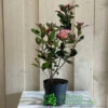 Photinia Fraseri 'Carré Rouge' 2Ltr Pot (NL) -Outdoor Garden Care Store 0000000398517 2