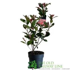 Photinia Fraseri 'Carré Rouge' 2Ltr Pot (NL) -Outdoor Garden Care Store 0000000398517