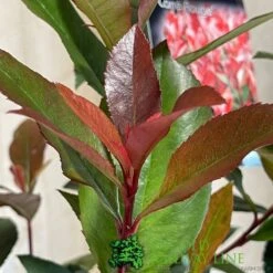Photinia Fraseri 'Carré Rouge' 2Ltr Pot (NL) -Outdoor Garden Care Store 0000000398517 3