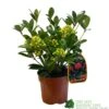 Skimmia Japonica 'Temptation' 2Ltr Pot (NL) -Outdoor Garden Care Store 0000000398528