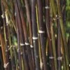 Fargesia Nitida 'Black Pearl' Bamboo 7.5Ltr Pot -Outdoor Garden Care Store 0000000415237 c0054745 b8d7 4e34 9b62 e2b510df509a