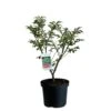 Euonymus Alatus 'Compactus' Plant 4Ltr Pot (NL) -Outdoor Garden Care Store 00000275