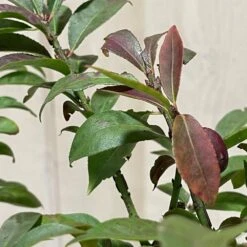 Euonymus Alatus 'Compactus' Plant 4Ltr Pot (NL) -Outdoor Garden Care Store 00000275 3
