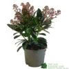 Skimmia Japonica 'Rubella' 1.5Ltr Pot (NL) -Outdoor Garden Care Store 00000285 0f9f7f00 aa7d 418d 9236 144eecfc850f