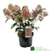 Skimmia Japonica 'Rubella' 3Ltr Pot (NL) -Outdoor Garden Care Store 00000286