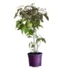 Callicarpa Bodinieri Var. Giraldii 'Profusion' Beauty Berry 50cm Tall(NL) -Outdoor Garden Care Store 00000621