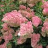 Hydrangea 'Vanille-Fraise' 40cm Tall (NL) 2 Hydrangea 'Vanille-Fraise' 40cm Tall (NL) -Outdoor Garden Care Store 00000627 61d5339e ca8a 49fe 930a 716fa5a2a5f6