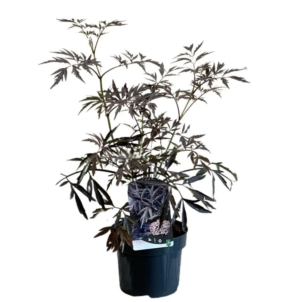 Sambucus Nigra 'Black Lace' Plant 3 Ltr Pot 3 Sambucus Nigra 'Black Lace' Plant 3 Ltr Pot