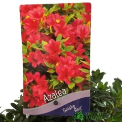 Azalea 'Geisha Red' Plant 3Ltr Pot (NL) -Outdoor Garden Care Store 00001652 2