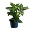 Aucuba Japonica 'Golden King' 2Ltr Pot (NL) -Outdoor Garden Care Store 00002104