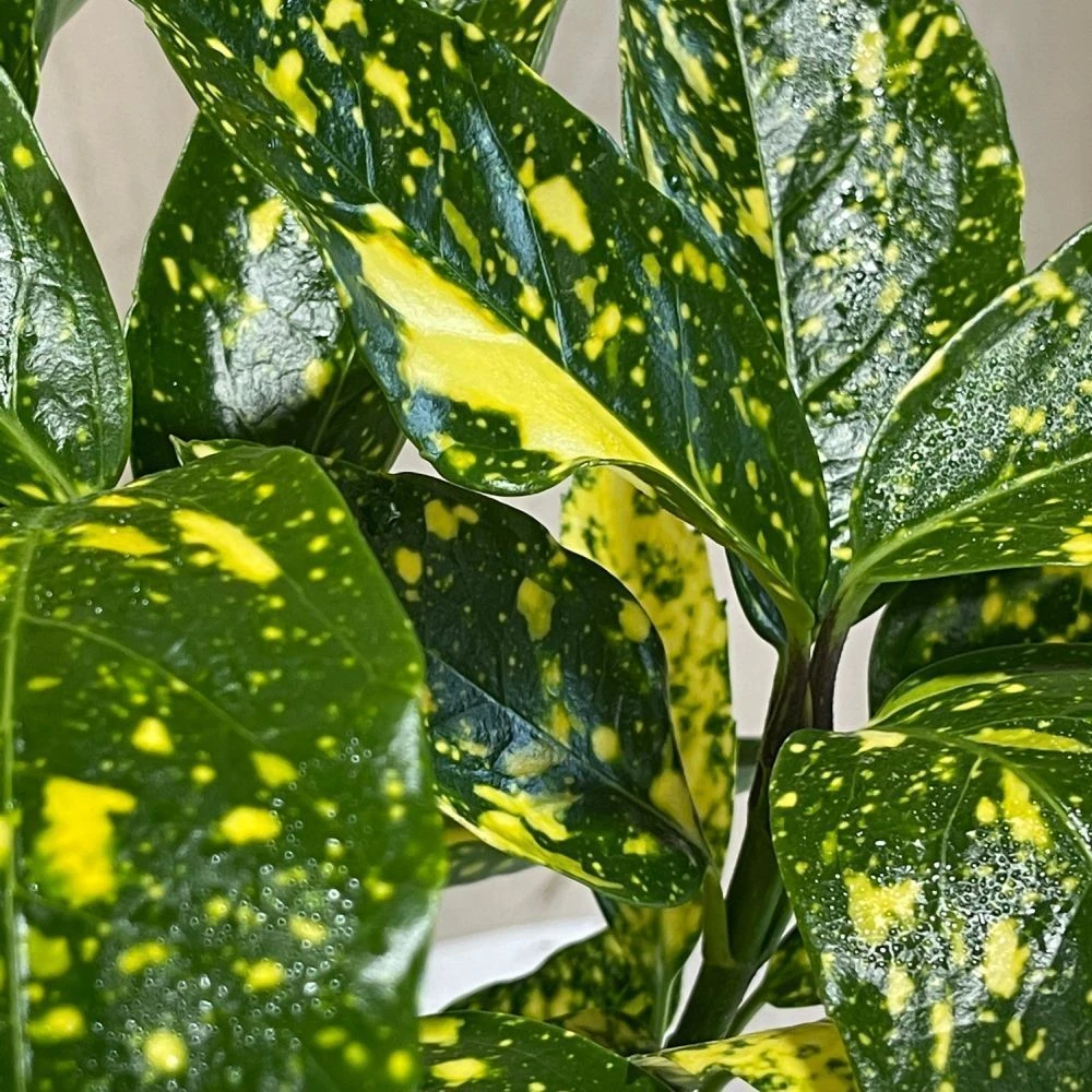 Aucuba Japonica 'Golden King' 2Ltr Pot (NL) 3 Aucuba Japonica 'Golden King' 2Ltr Pot (NL) - Image 2