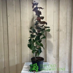 Corylus 'Red Majestic' Hazel Tree 70cm Tall (NL) -Outdoor Garden Care Store 00002653 2