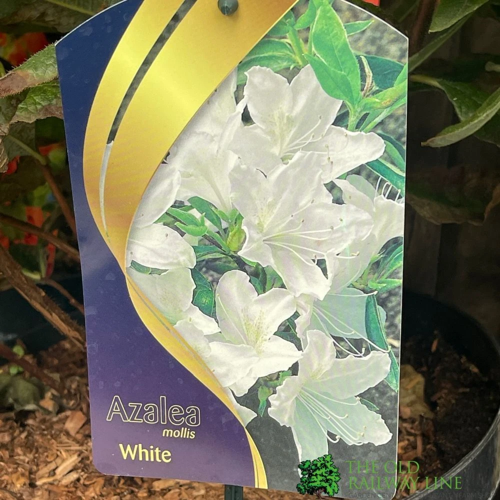 Azalea Mollis 'White' 7.5Ltr Pot (NL) 3 Azalea Mollis 'White' 7.5Ltr Pot (NL)