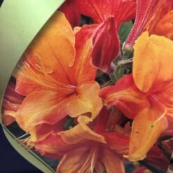 Azalea (Deciduous) 'Golden Eagle' 7.5Ltr Pot (NL) -Outdoor Garden Care Store 00002759 2