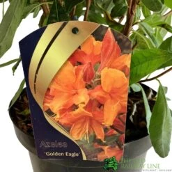 Azalea (Deciduous) 'Golden Eagle' 7.5Ltr Pot (NL) -Outdoor Garden Care Store 00002759