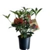 Skimmia Japonica 'Pabella' 1.5Ltr (NL) 1 Skimmia Japonica 'Pabella' 1.5Ltr (NL) -Outdoor Garden Care Store 00003295
