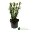 Cephalotaxus 'Korean Gold' Plum Yew Conifer 40cm Tall (NL) -Outdoor Garden Care Store 00003296