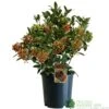 Skimmia Japonica 'Pabella' 4Ltr Pot (NL) -Outdoor Garden Care Store 00004158