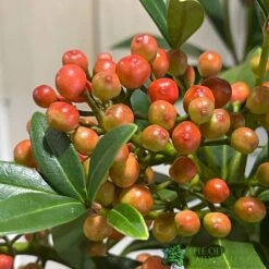Skimmia Japonica 'Pabella' 4Ltr Pot (NL) -Outdoor Garden Care Store 00004158 3