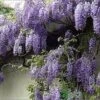 Wisteria Sinensis 'Prolific' Climber 7.5 Ltr Pot (NL) -Outdoor Garden Care Store 00004785 a5d783ef 7206 4787 8d92 6f2c74dd9444