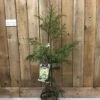 Cryptomeria 'Barabits Gold' Conifer5Ltr Pot (NL) -Outdoor Garden Care Store 00005465