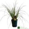 Cortaderia 'Pumila' 5Ltr Pot (NL) -Outdoor Garden Care Store 30001104