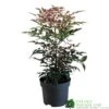 Nandina Domestica 'Obsessed' 2Ltr Pot (NL) 2 Nandina Domestica 'Obsessed' 2Ltr Pot (NL) -Outdoor Garden Care Store 30002508