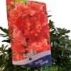Azalea 'Geisha Orange' 3Ltr Pot (NL) 1 Azalea 'Geisha Orange' 3Ltr Pot (NL) -Outdoor Garden Care Store 30008869 2