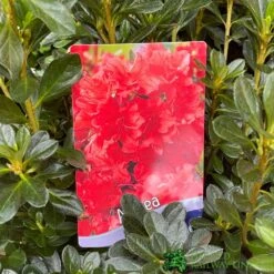 Azalea 'Geisha Orange' 3Ltr Pot (NL) -Outdoor Garden Care Store 30008869 5b9b6a4d 2eef 4de9 a7d5 74d146507ae8