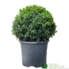Buxus Ball Topiary Plant 22cm Pot -Outdoor Garden Care Store 30167099 b7f09a39 ec25 4308 938a da09aa4eb021
