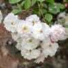 David Austin 'Adelaide D'Orleans' White English Rambling Rose -Outdoor Garden Care Store 30169553 36ff3121 f410 4626 9a2e 4e0328bf4912