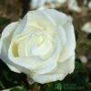 Whartons 'Silver Anniversary' Hybrid Tea White Rose Plant 3Ltr Pot -Outdoor Garden Care Store 5011622202081