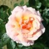 Peach Climbing Rose 'Compassion' 4Ltr Pot -Outdoor Garden Care Store 5011622202234