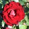 Whartons 'Dublin Bay' Climbing Rose Plant 4Ltr -Outdoor Garden Care Store 5011622202265
