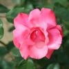 Whartons 'Galway Bay' Pink Climbing Rose 4Ltr Pot -Outdoor Garden Care Store 5011622202319