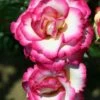 Pink Climbing Rose 'Handel' 4Ltr Pot -Outdoor Garden Care Store 5011622202357