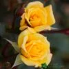 Whartons 'Laura Ford' Yellow Climbing Rose 4Ltr Pot -Outdoor Garden Care Store 5011622202395