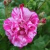 Rosa Gallica 'Versicolor' Rose 4Ltr Pot -Outdoor Garden Care Store 5011622203590