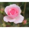 Pink Shrub Rose 'Bonica' 4Ltr Pot -Outdoor Garden Care Store 5011622203828