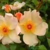 Apricot Climbing Rose 'Keith Maughan' 4Ltr Pot -Outdoor Garden Care Store 5011622212493
