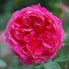 Pink Shrub Rose 'Ivor's Rose' 4Ltr Pot -Outdoor Garden Care Store 5011622212974