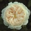 Cream Shrub Rose 'Macmillan Nurse' 4Ltr Pot -Outdoor Garden Care Store 5011622212998