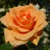 Orange Shrub Rose 'Raymond Carver' 4Ltr Pot -Outdoor Garden Care Store 5011622213018