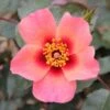 Pink Floribunda Rose 'For Your Eyes Only' 3Ltr Pot -Outdoor Garden Care Store 5011622214329