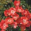 Whartons 'Flower Carpet Sunset' Standard Rose 80cm Stem -Outdoor Garden Care Store 5011622214411
