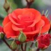Whartons 'Precious Love' Standard Red Rose Plant 7.5Ltr Pot -Outdoor Garden Care Store 5011622214442