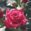 Whartons 'Timeless Charisma' Hybrid Tea Red Bush Rose Plant 3Ltr Pot 2 Whartons 'Timeless Charisma' Hybrid Tea Red Bush Rose Plant 3Ltr Pot -Outdoor Garden Care Store 5011622214725