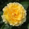 Yellow Shrub Rose 'Grosvenor House' 4Ltr Pot -Outdoor Garden Care Store 5011622214848
