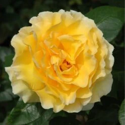 Yellow Shrub Rose 'Grosvenor House' 4Ltr Pot