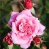 Whartons 'Timeless Pink' Bush Rose 4Ltr Pot -Outdoor Garden Care Store 5011622216033